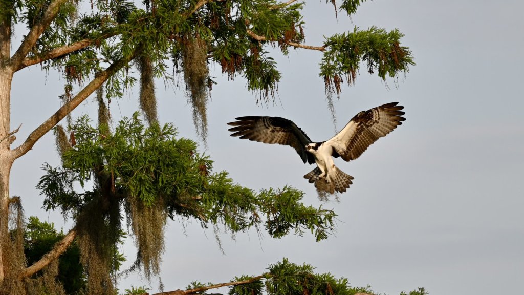 Bird of prey in flight with wings spread near trees draped with Spanish moss