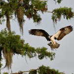 Bird of prey in flight with wings spread near trees draped with Spanish moss
