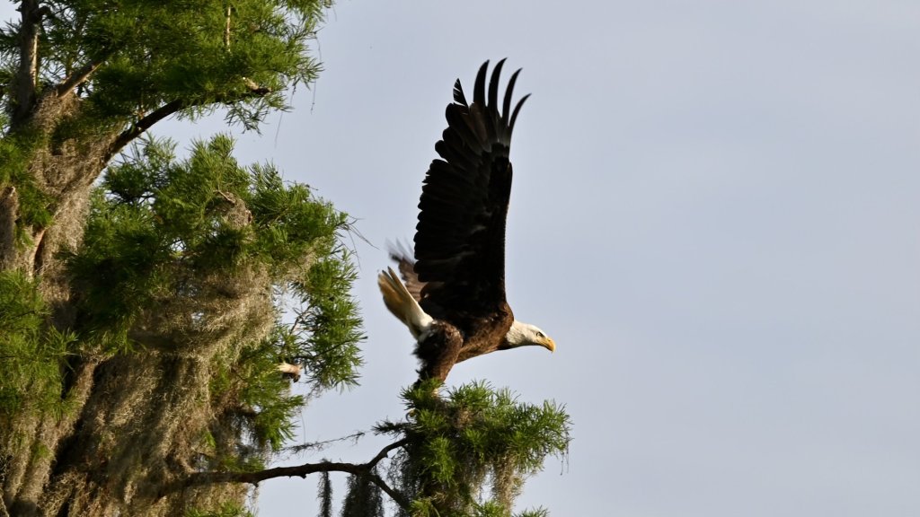 Large bird of prey soaring near treetops with wings spread wide