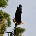 Large bird of prey soaring near treetops with wings spread wide