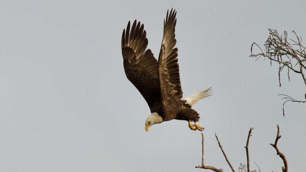 Bald eagle in flight with wings raised against gray sky