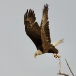 Bald eagle in flight with wings raised against gray sky
