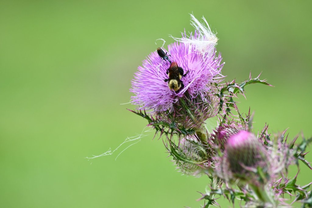 Bee collecting nectar on purple thistle flower with green background
