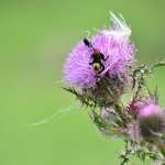 Bee collecting nectar on purple thistle flower with green background