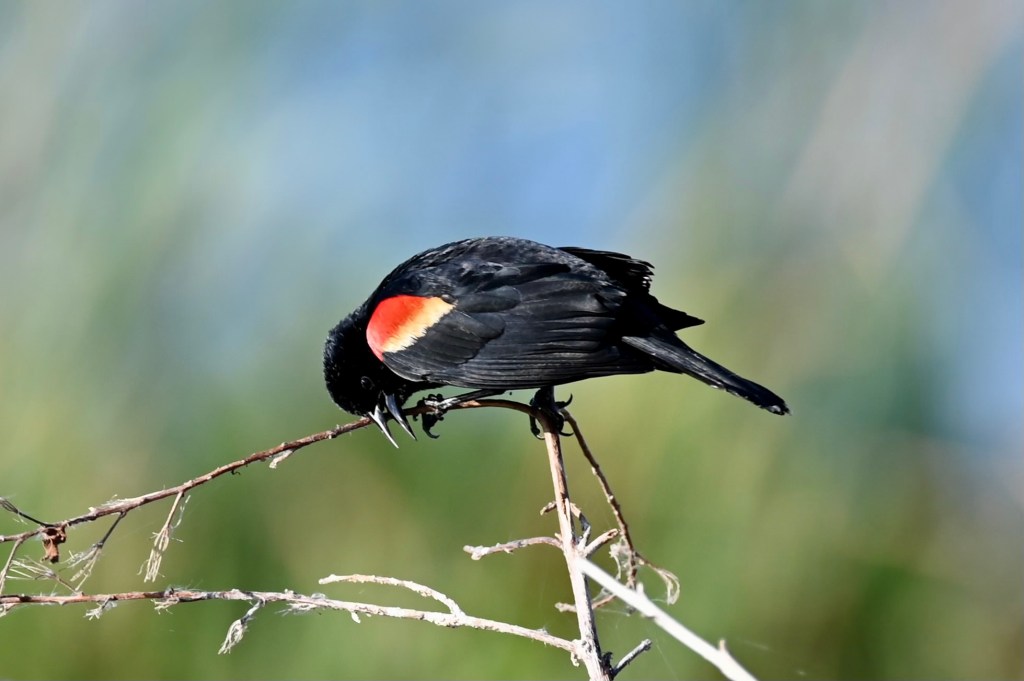 Red-winged blackbird perched on branch showing distinctive red and yellow shoulder patch