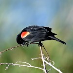 Red-winged blackbird perched on branch showing distinctive red and yellow shoulder patch