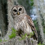 Barred owl perched on moss-covered branch with Spanish moss hanging in background