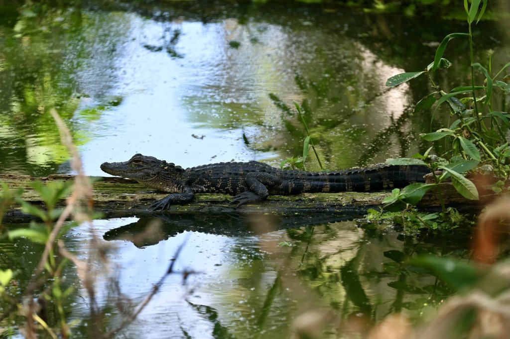 Alligator partially submerged in calm water with reflections, surrounded by wetland vegetation