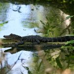 Alligator partially submerged in calm water with reflections, surrounded by wetland vegetation