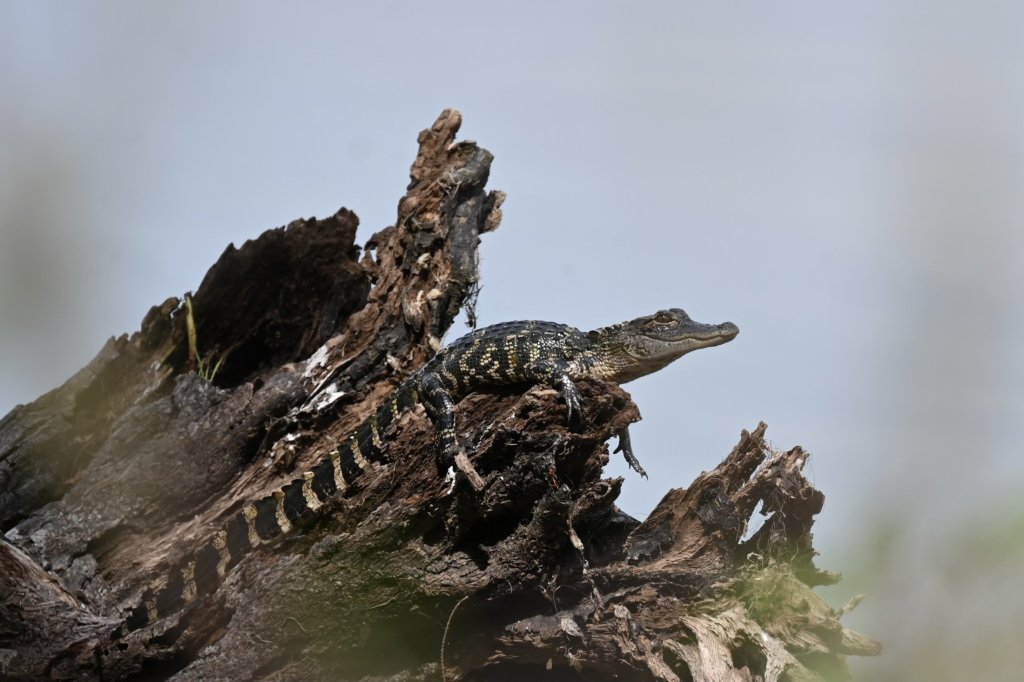 Alligator basking on weathered tree stump or log