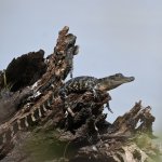 Alligator basking on weathered tree stump or log