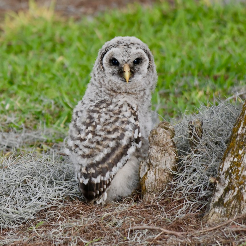 Adult barred owl with fluffy owlets in mossy nest