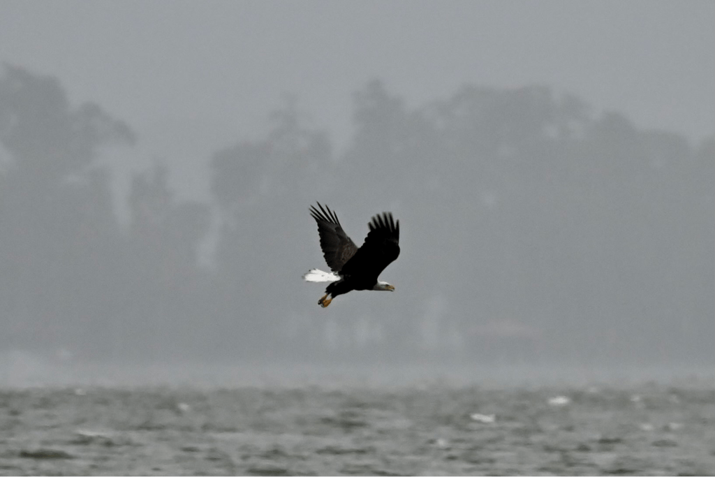 Photography by Dr. Cornejo of Eagle flying over water with misty trees in the background