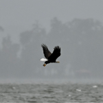Photography by Dr. Cornejo of Eagle flying over water with misty trees in the background